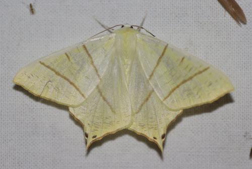Réf. 209 398 : Ourapteryx sambucaria